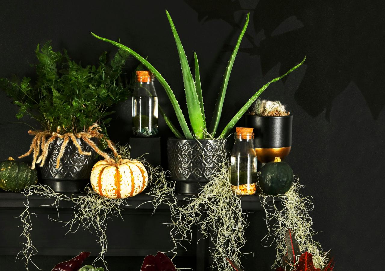 Halloween Houseplants That Add A Touch Of Horror To Your Space