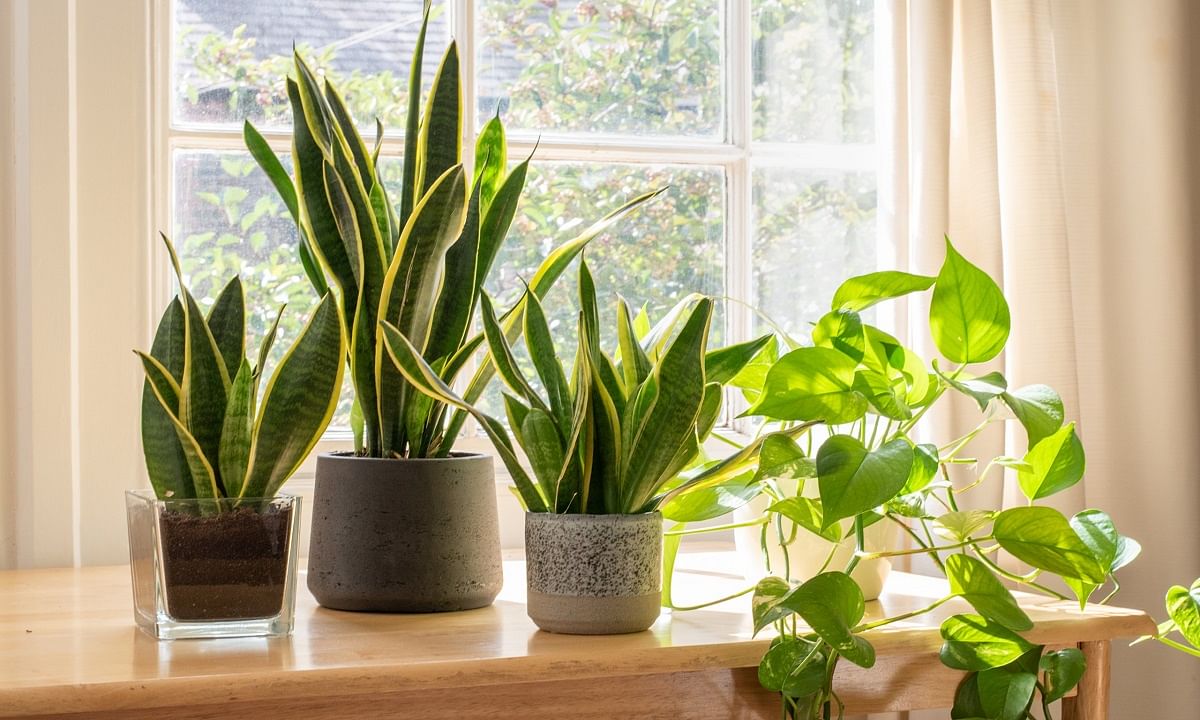 Common Houseplants That Make the Perfect Gift