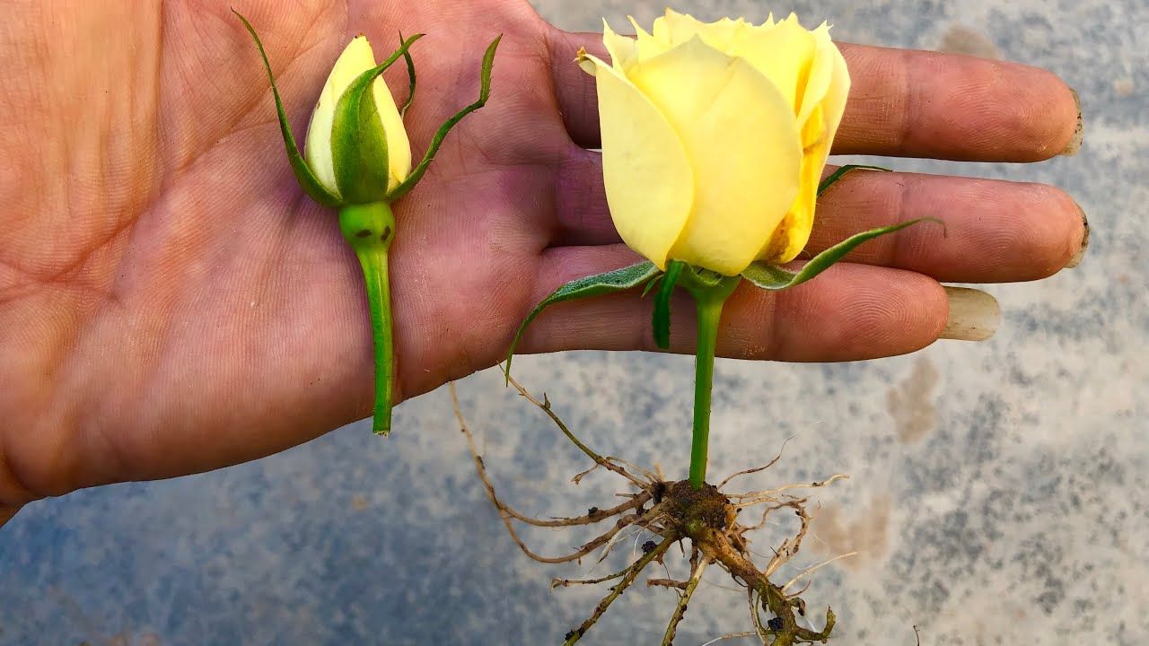 How To Propagate Roses From Cuttings: Your Path to a Vibrant, Blooming Garden