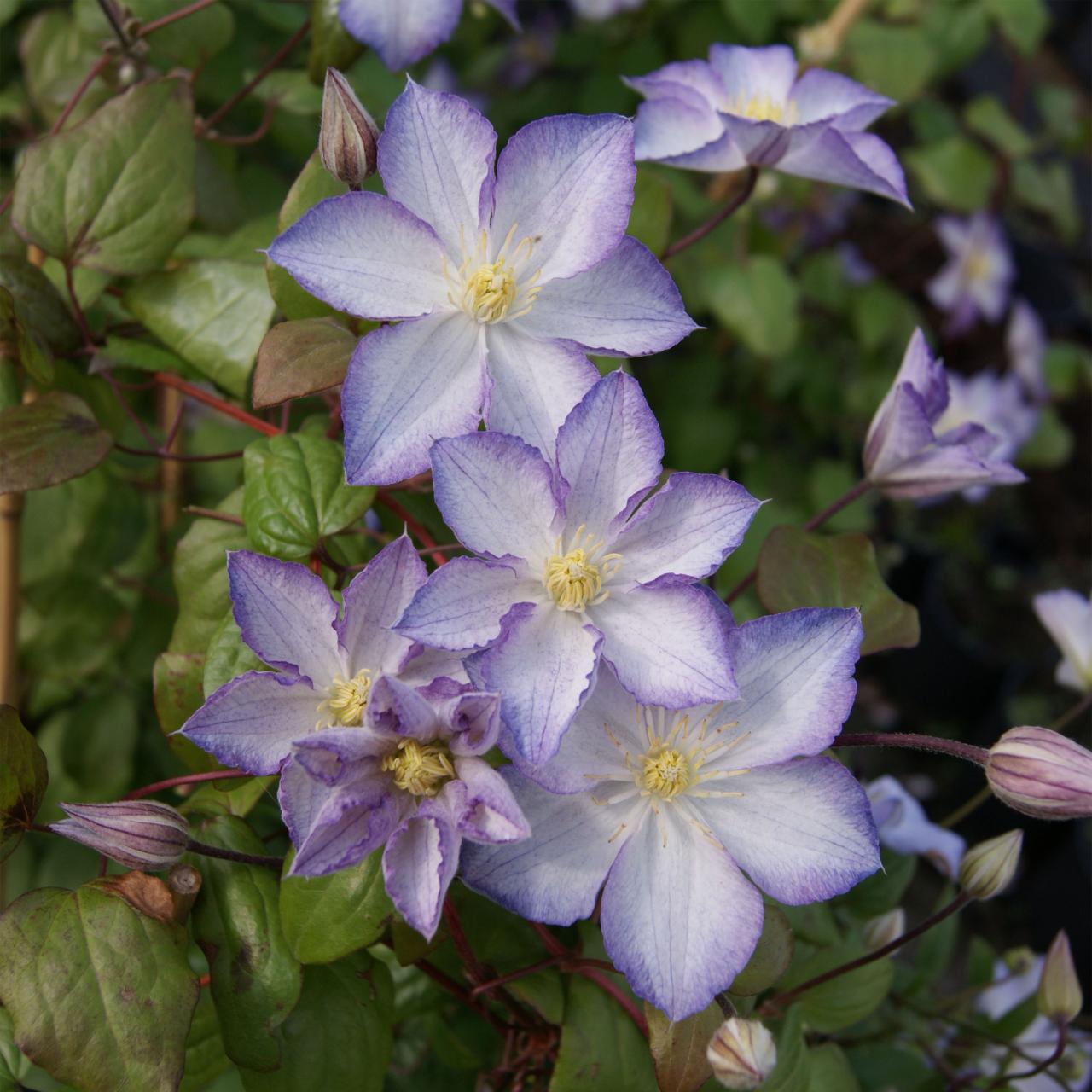 How to Effortlessly Expand Your Clematis Collection with These Techniques