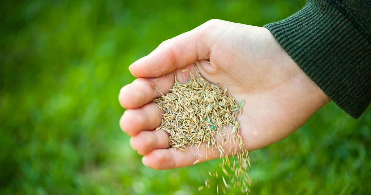 How to Get the Best Results by Timing Your Grass Seed Sowing Perfectly