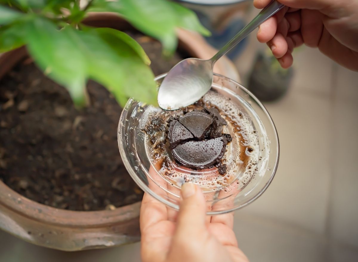 How to Make Liquid Fertilizer with Coffee Grounds