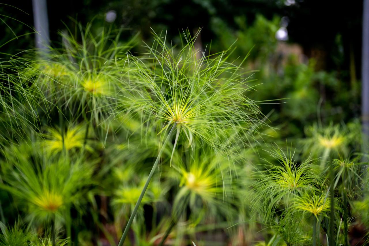 Papyrus Plant Benefits: How to Utilize This Herb for a Unique and Elegant Outdoor Space