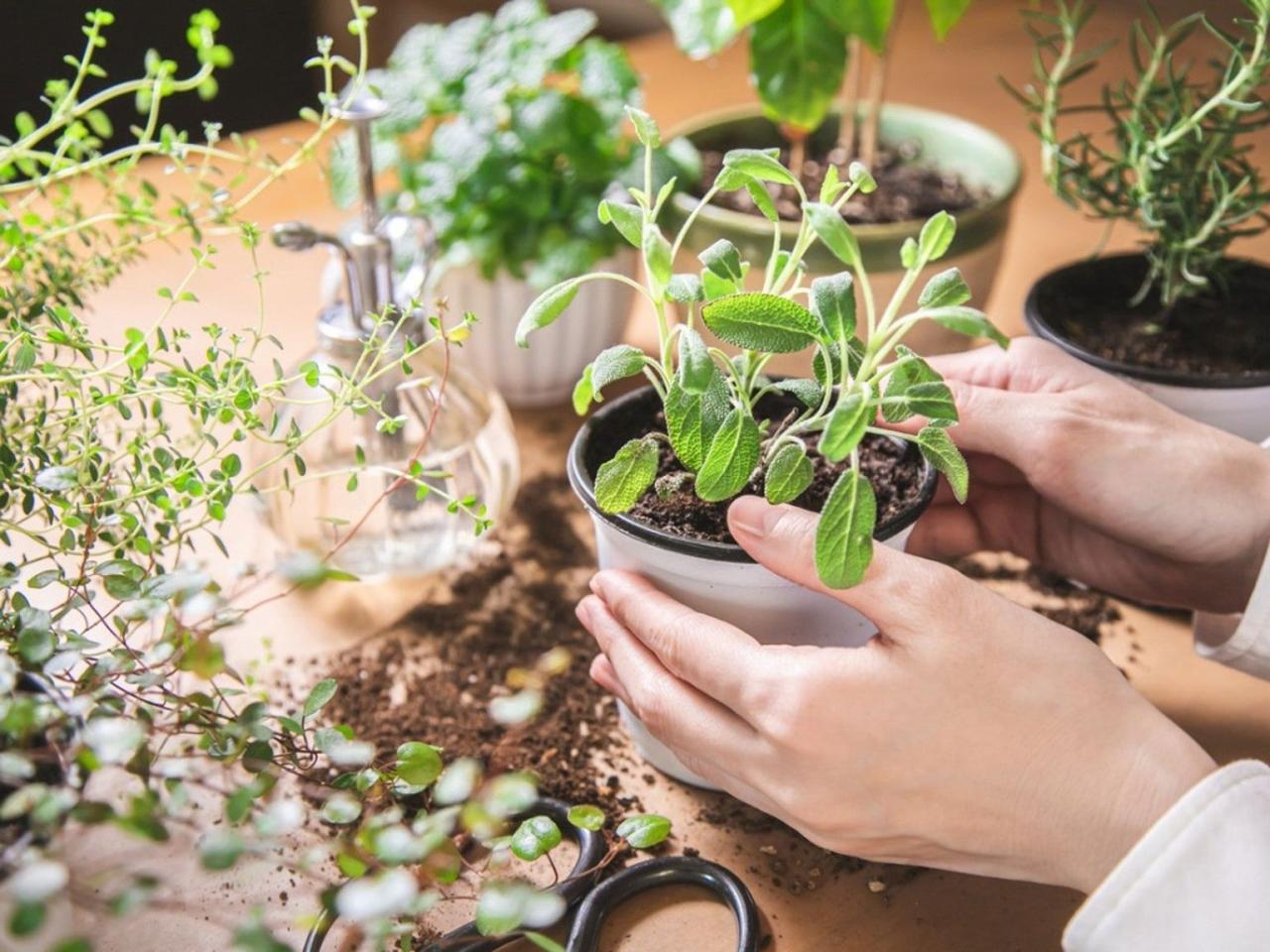 Discover How To Propagate Sage Like a Gardening Pro