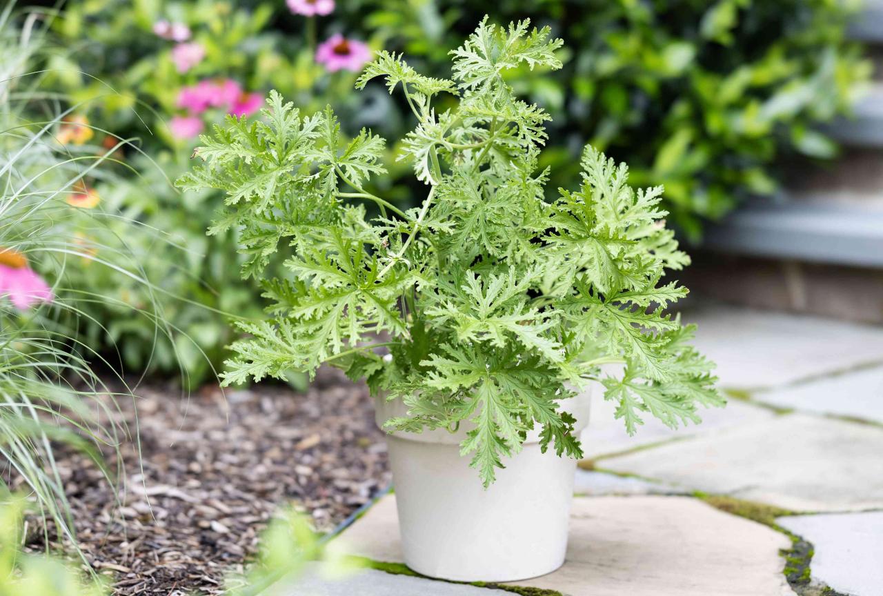 Citronella Plant Benefits: How to Maximize the Effectiveness of This Herb