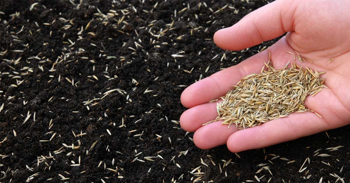 Timing Your Grass Seed Sowing: Essential Tips for a Beautiful Lawn