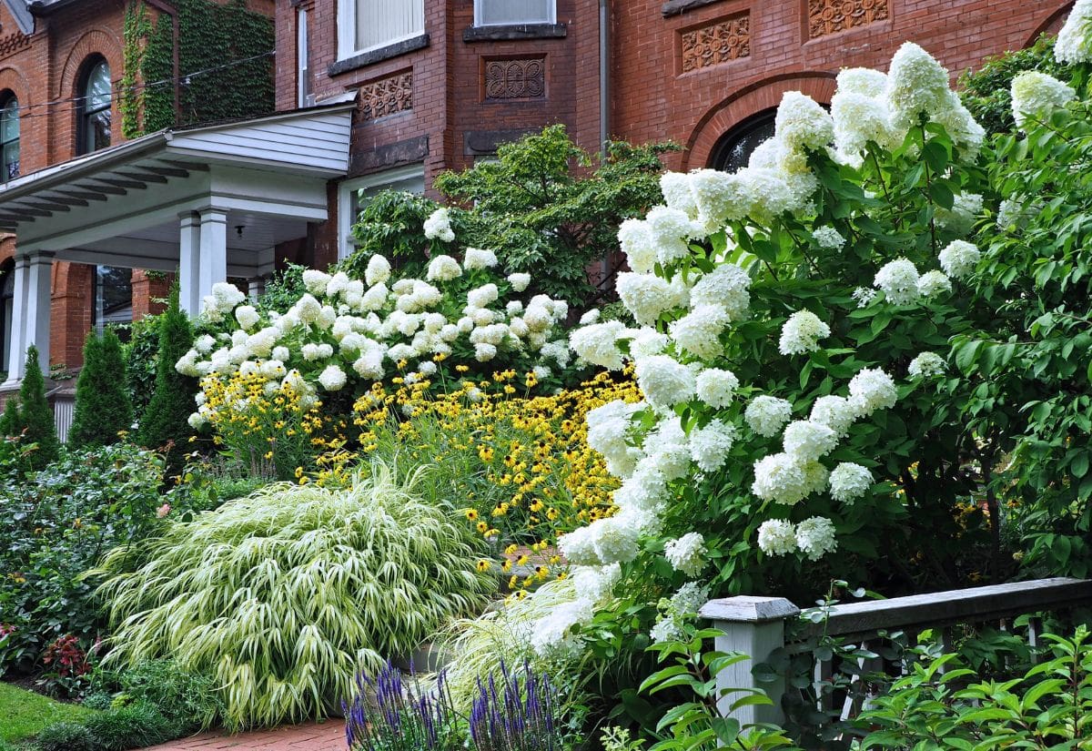 How to Create a Hydrangea Garden With Edible Companion Plants