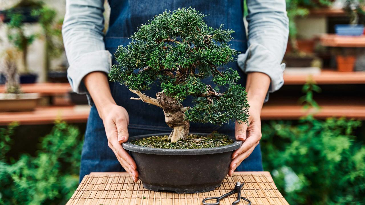 A Step-By-Step Guide To Bonsai Care: Cultivating Miniature Trees