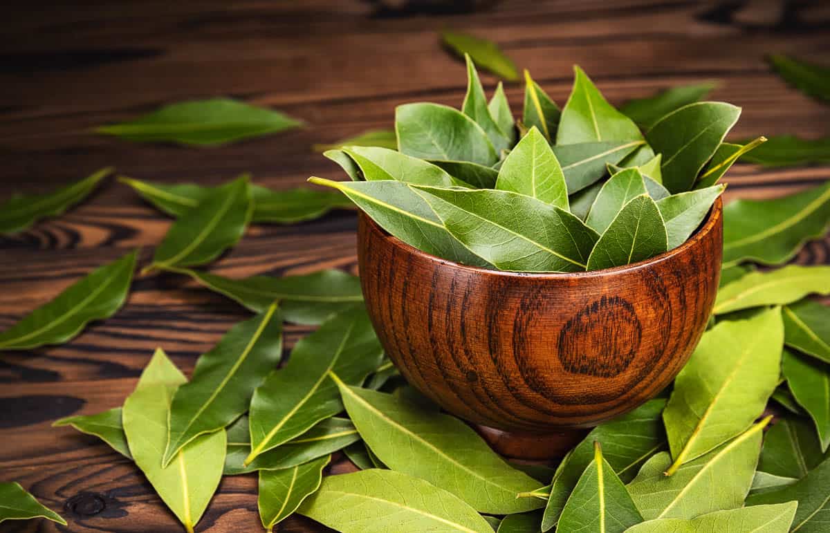 How to Enhance Your Cooking with the Best Bay Leaf Substitutes