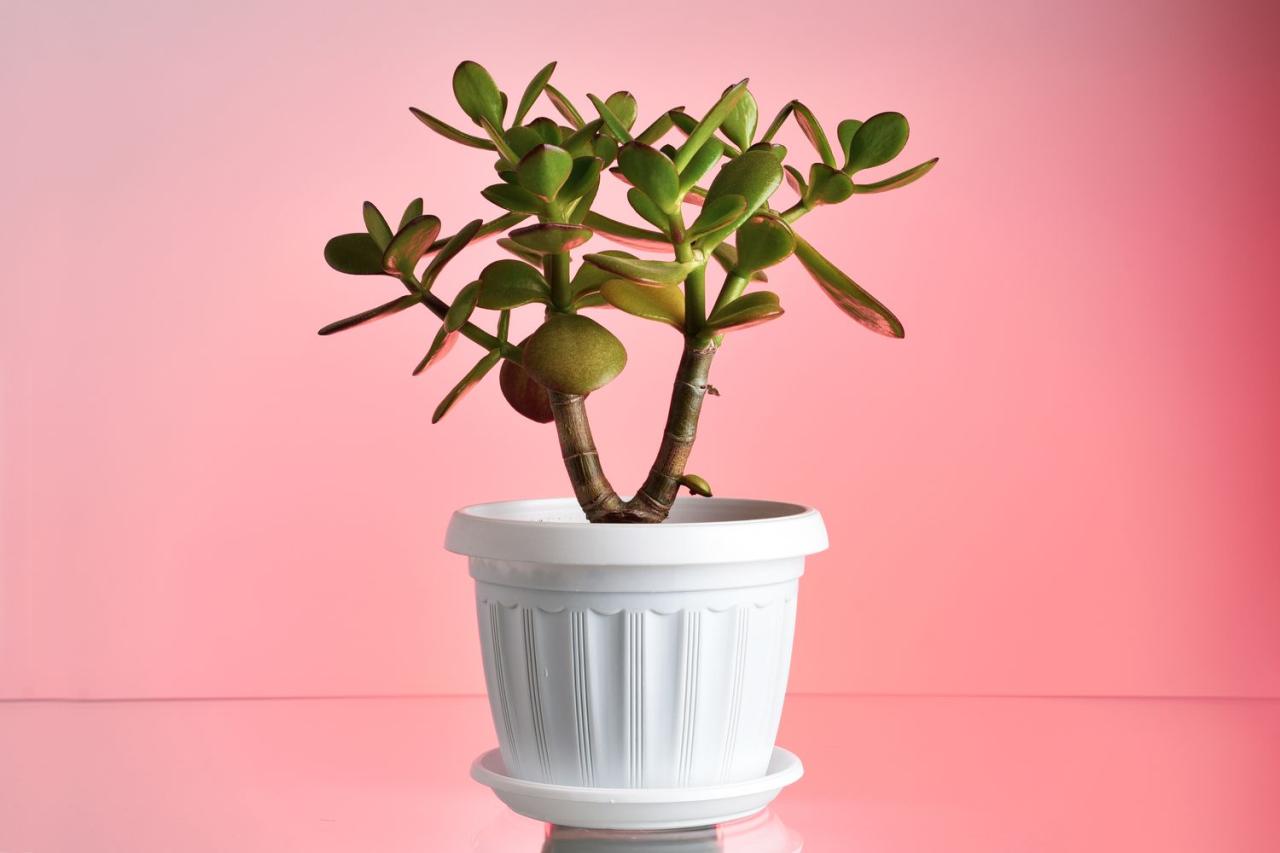 Common Houseplants That Make the Perfect Gift