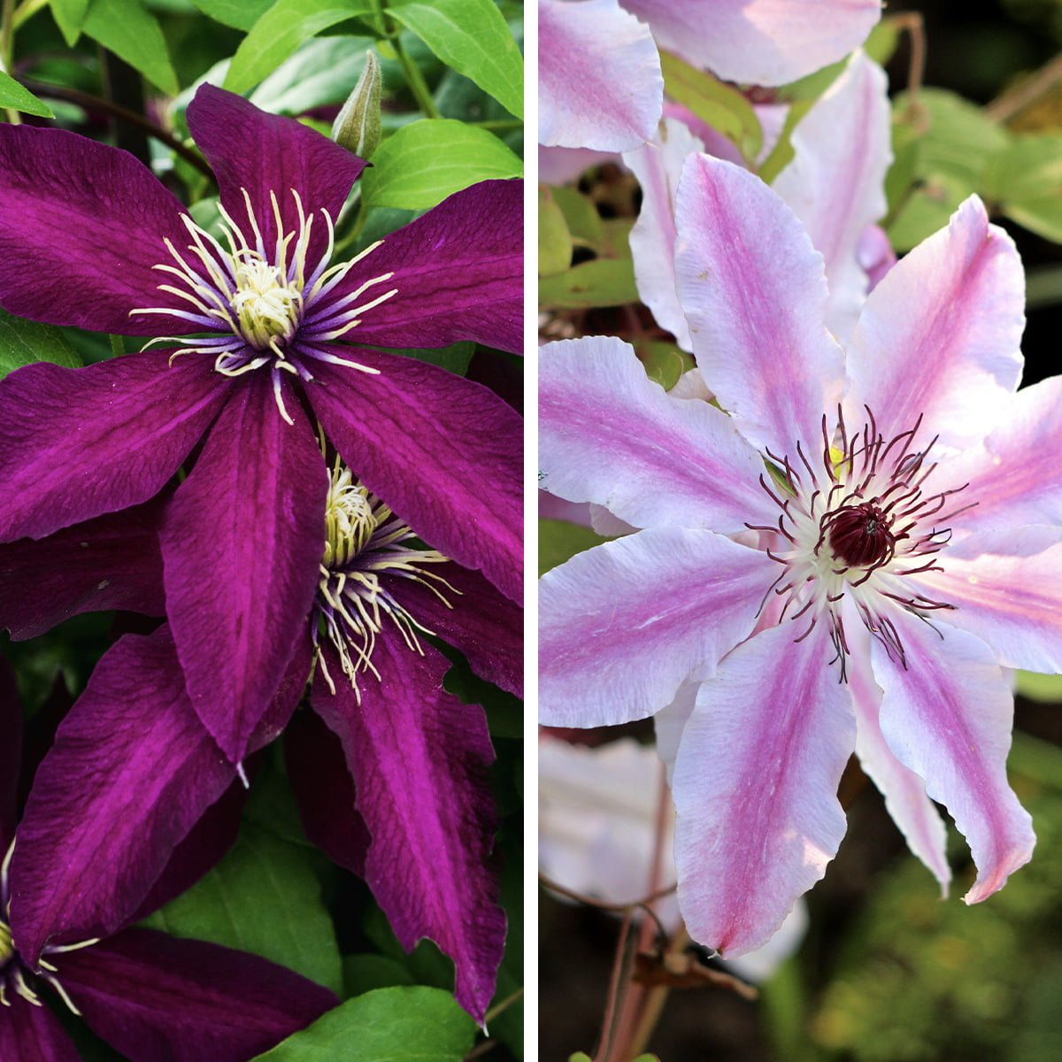 How to Effortlessly Expand Your Clematis Collection with These Techniques