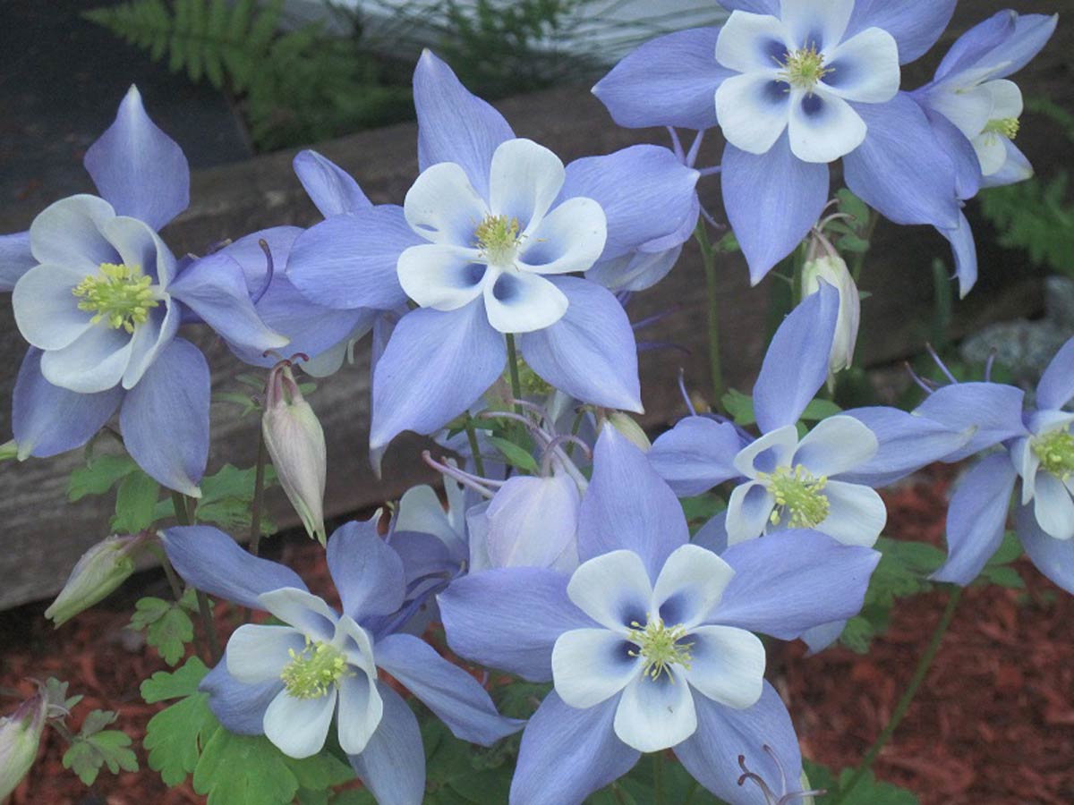 Columbine aquilegia canadensis