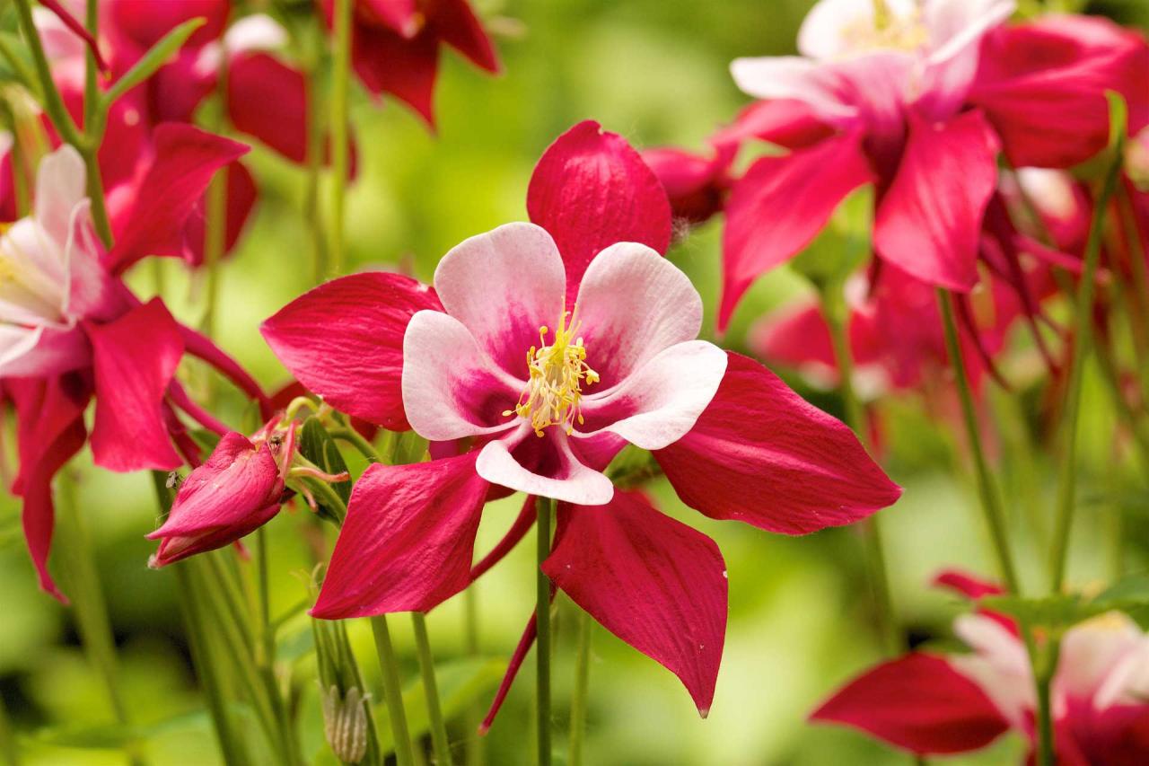 Columbine Plants: Essential Tips for Beautiful Blooms