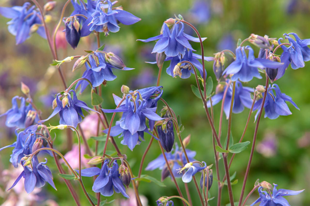 Columbine Plants: Essential Tips for Beautiful Blooms