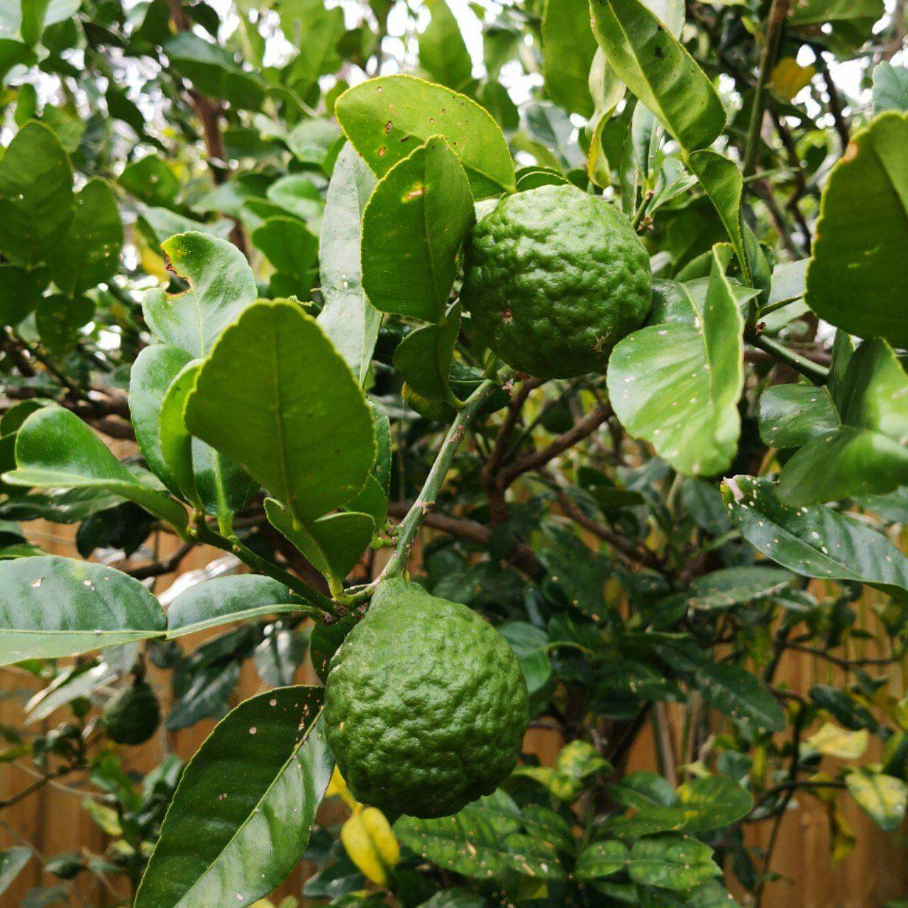 Lime kaffir citrus fruit varieties trees waimeanurseries nz our products