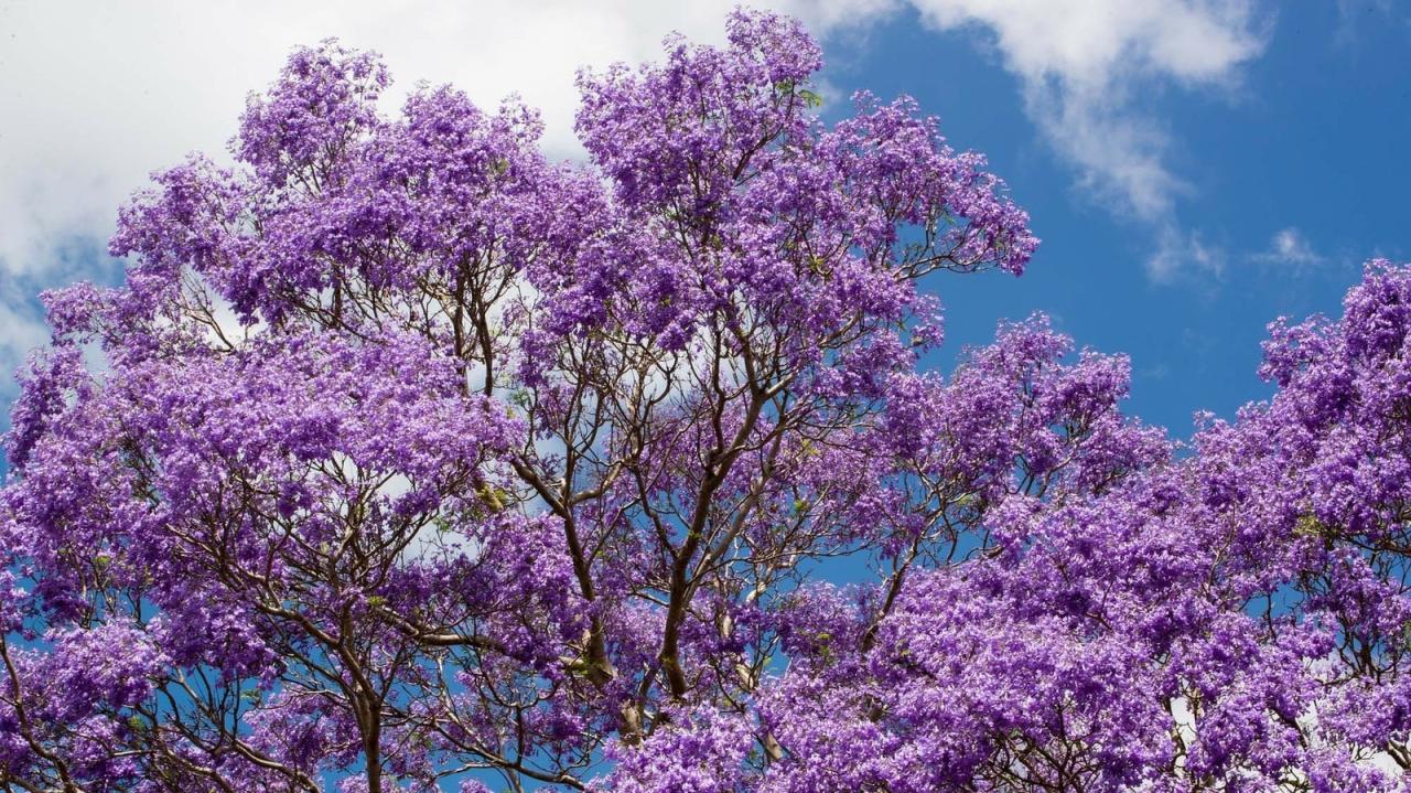 Cultivating a Thriving Jacaranda Tree: Stunning Outdoor Spaces