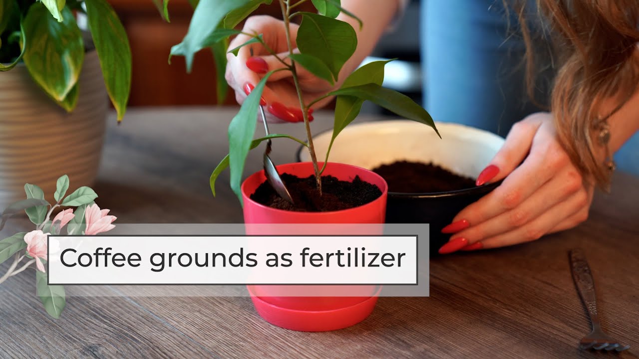 How to Make Liquid Fertilizer with Coffee Grounds