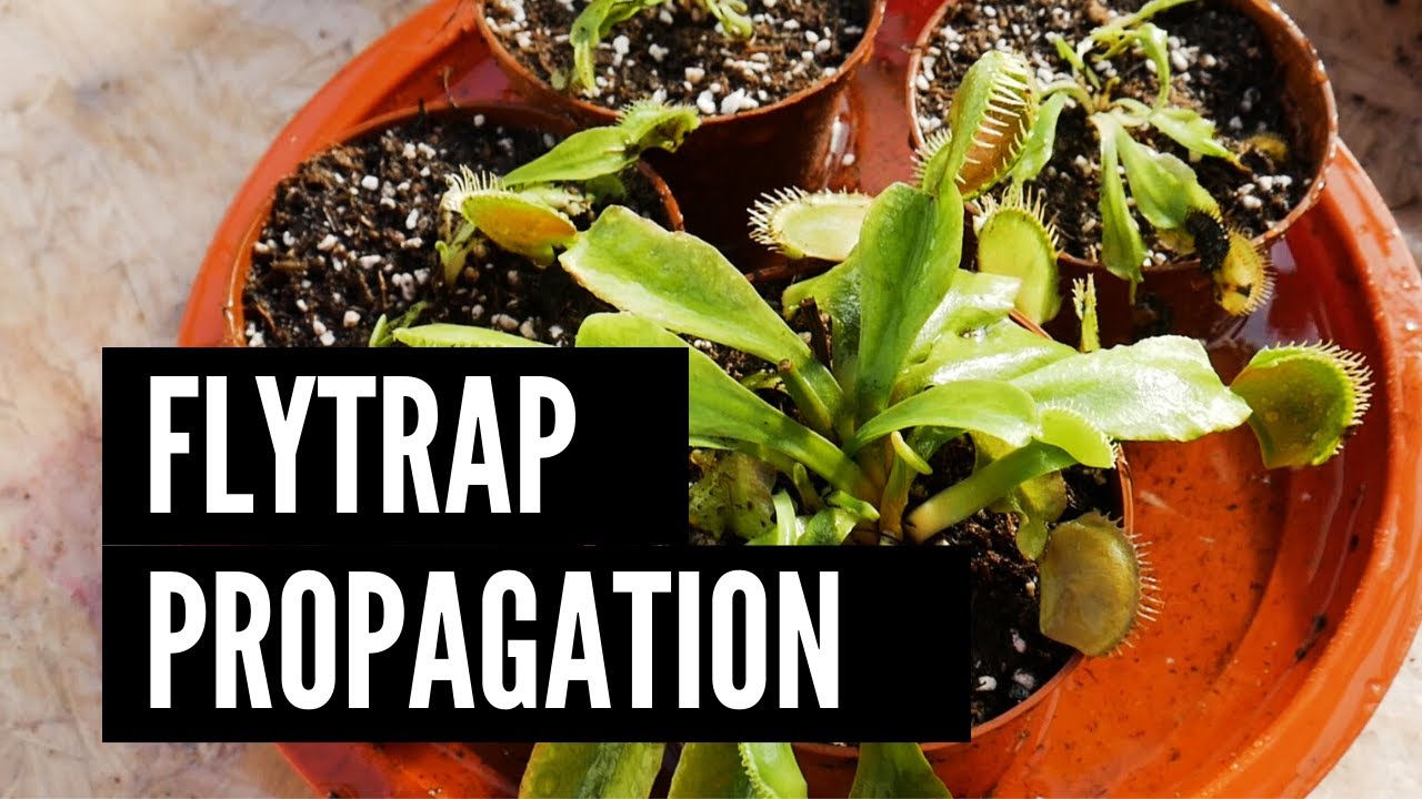 How to Multiply Venus Fly Traps Effortlessly With Propagation Techniques