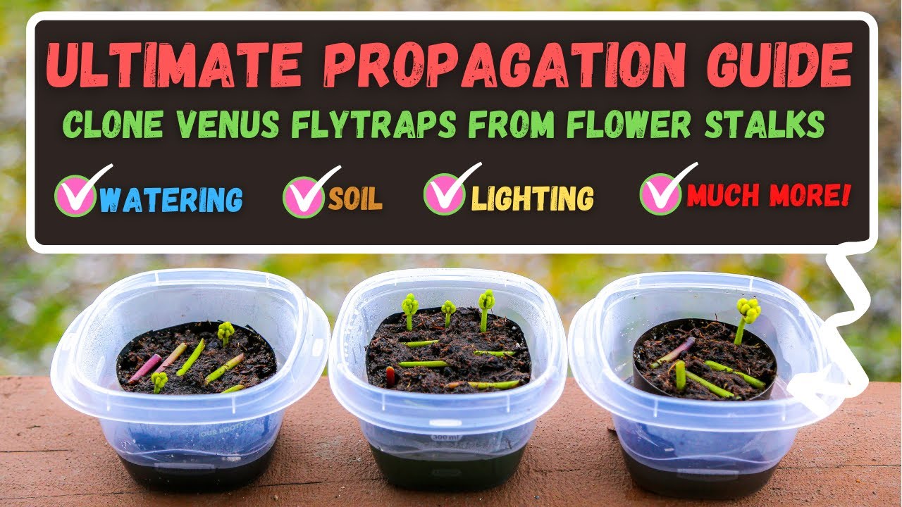 How to Multiply Venus Fly Traps Effortlessly With Propagation Techniques