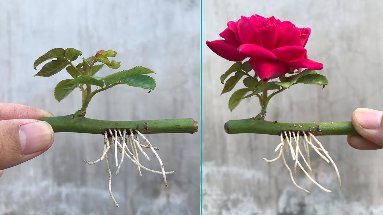 How To Propagate Roses From Cuttings: Your Path to a Vibrant, Blooming Garden