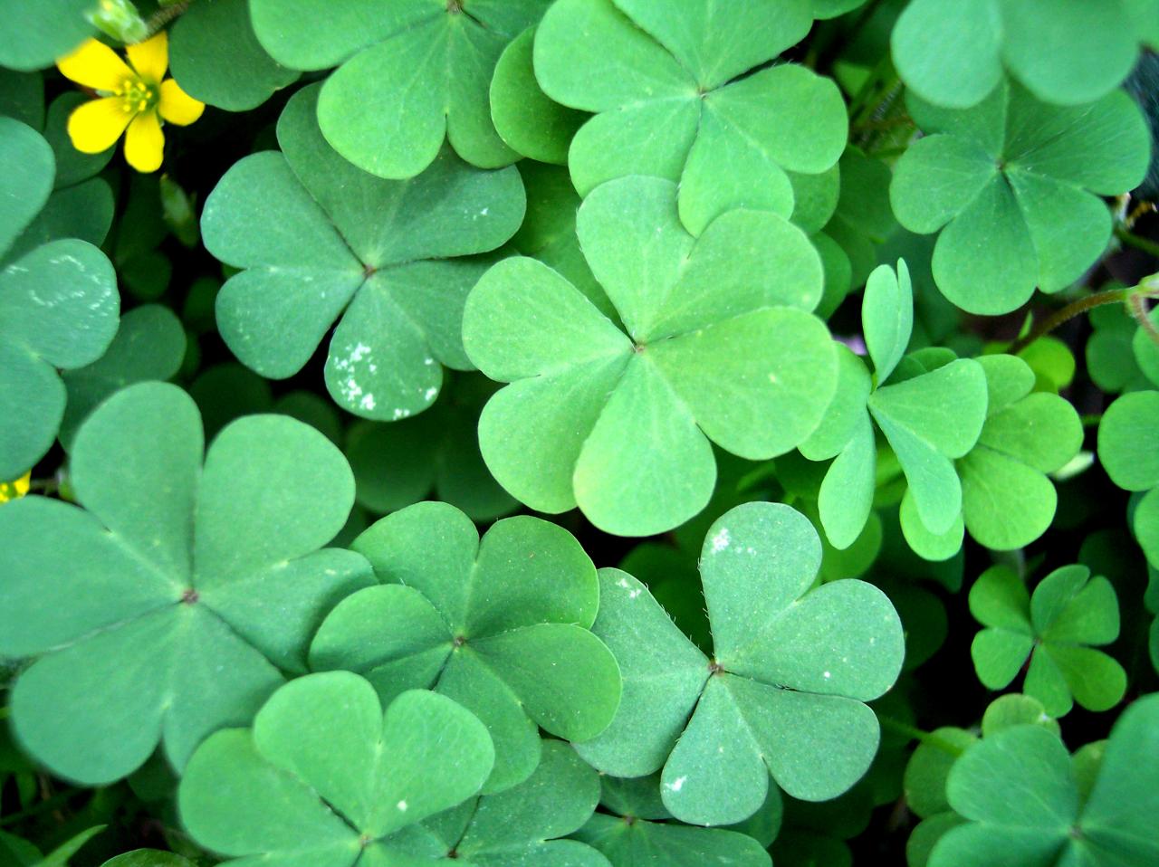 The Ultimate Guide to Cultivating Four Leaf Clovers Successfully