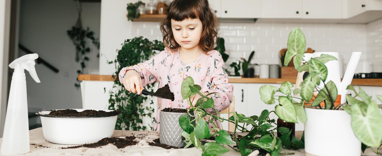 Common Houseplants That Make the Perfect Gift