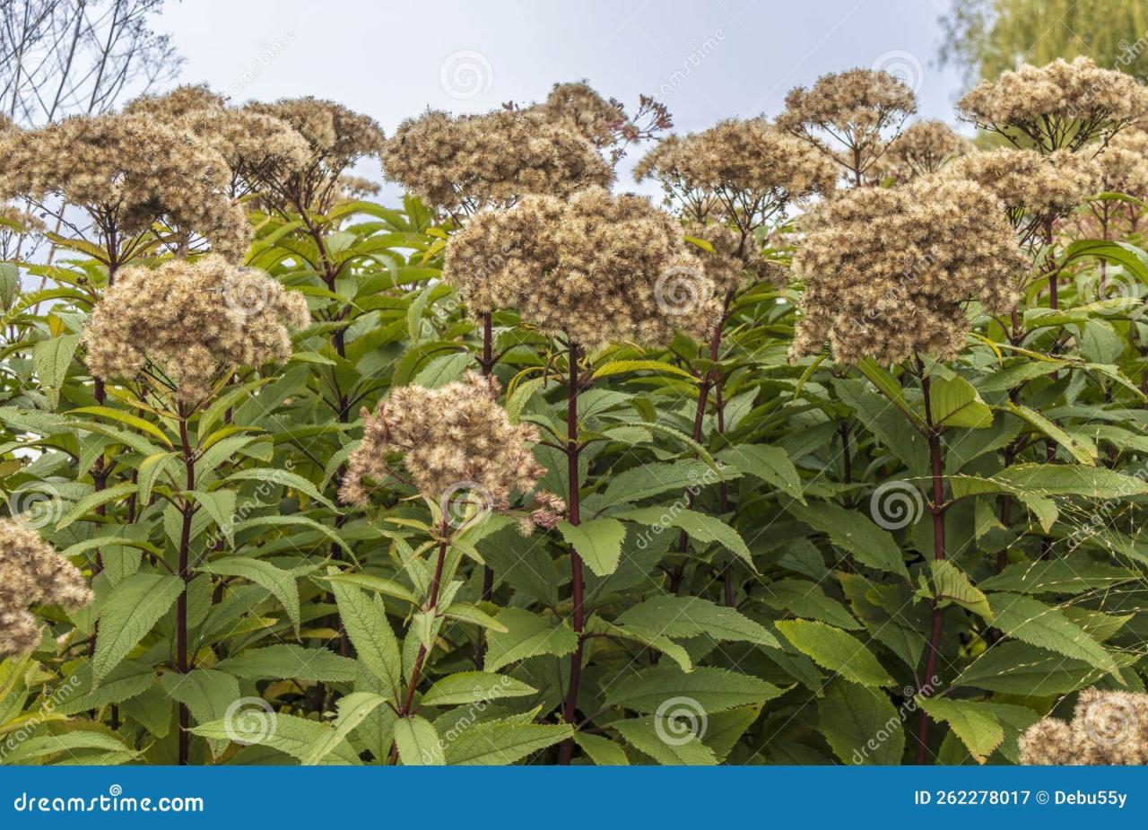 Effortless Growth: How To Cultivate Joe Pye Plant for Gorgeous Blooms