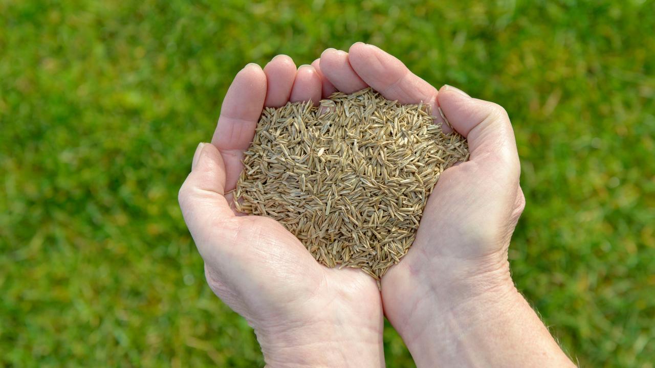 Timing Your Grass Seed Sowing: Essential Tips for a Beautiful Lawn